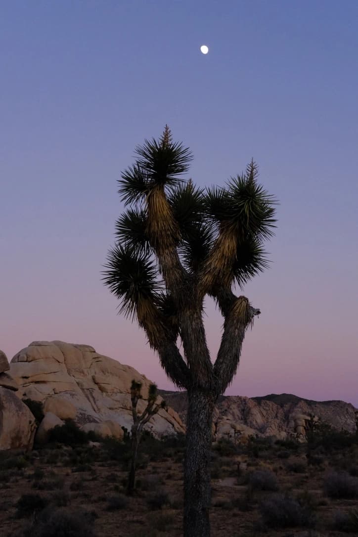 Photo of Joshua Tree